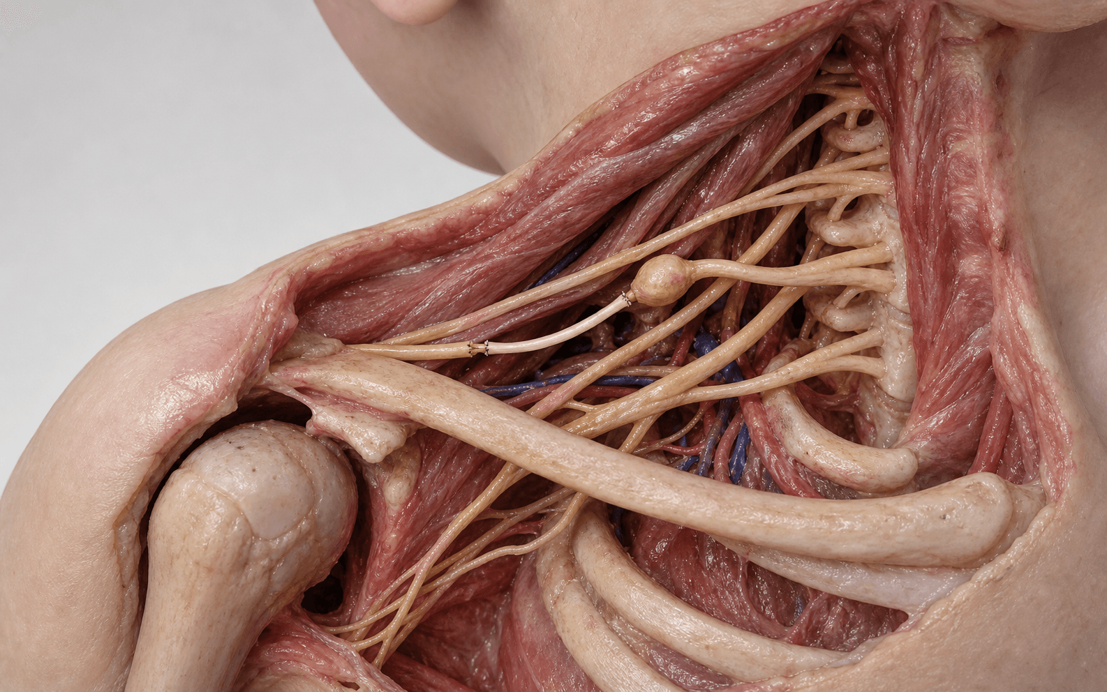 Brachial plexus anatomy