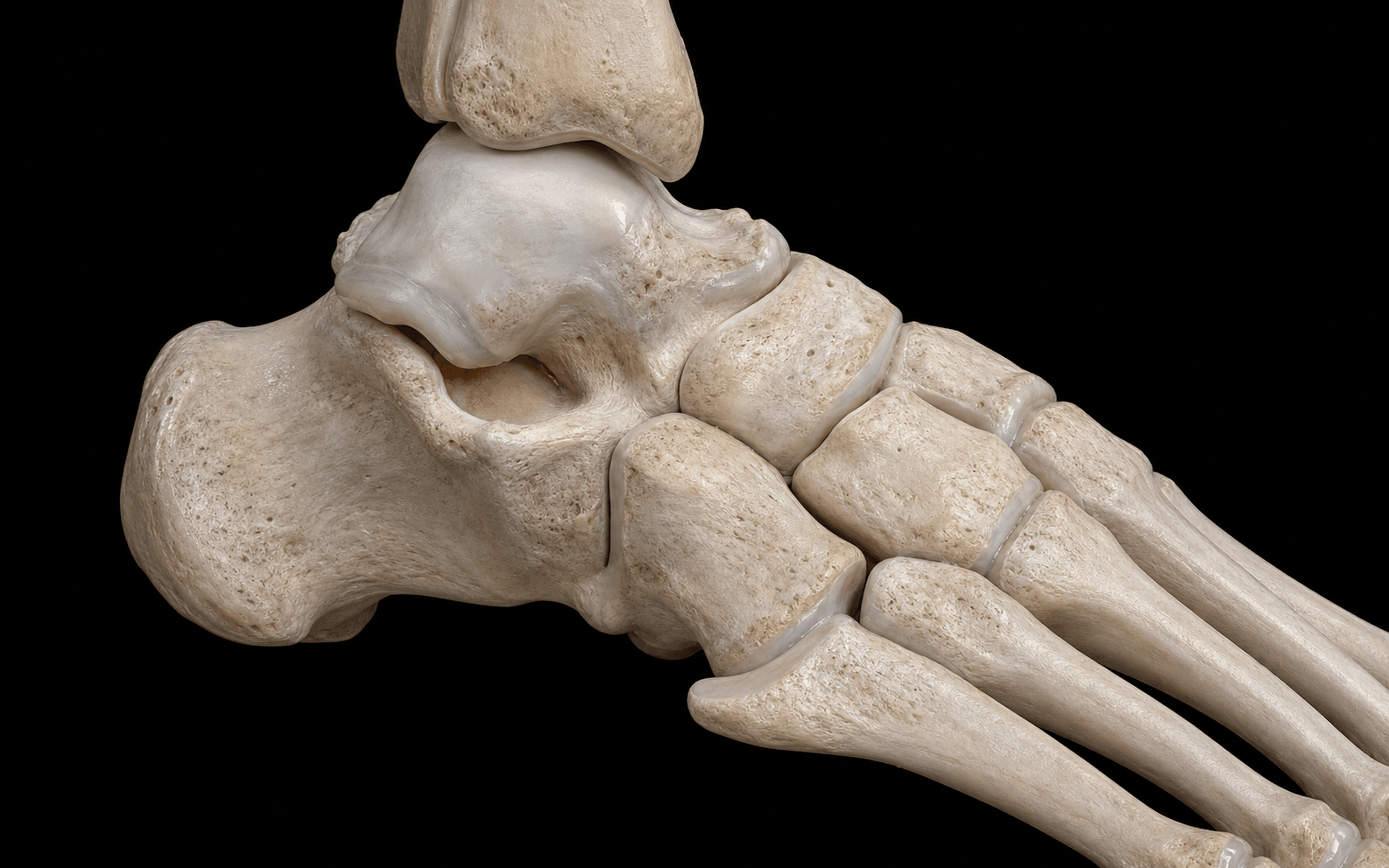 Tarsal coalition anatomy