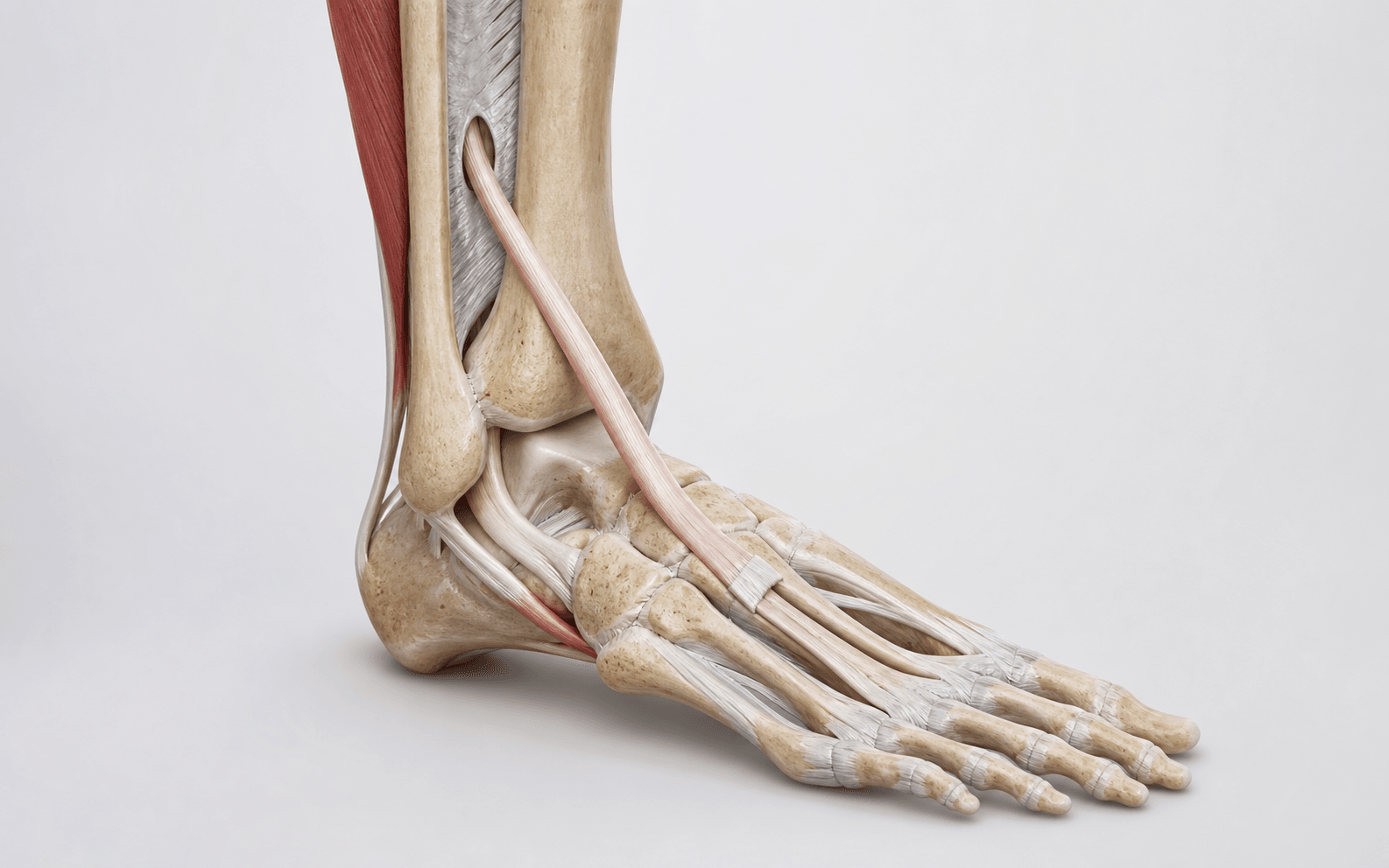 Tibialis posterior tendon anatomy for transfer