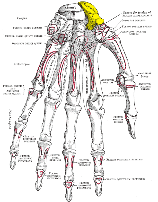Palmar (volar) view of the bones of the hand and wrist with the scaphoid highlighted on the radial side of the proximal carpal row — the bone reached through the volar approach.