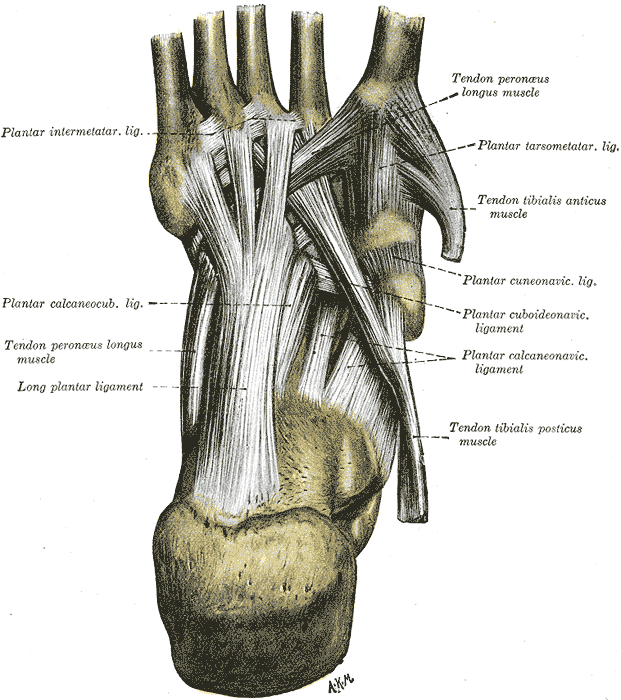 Gray's Anatomy plate of the plantar ligaments of the foot with the tendon of tibialis posterior labelled