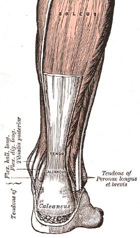 Anatomical drawing of the posterior leg showing the soleus and gastrocnemius forming the tendo calcaneus (Achilles tendon) inserting onto the calcaneus.