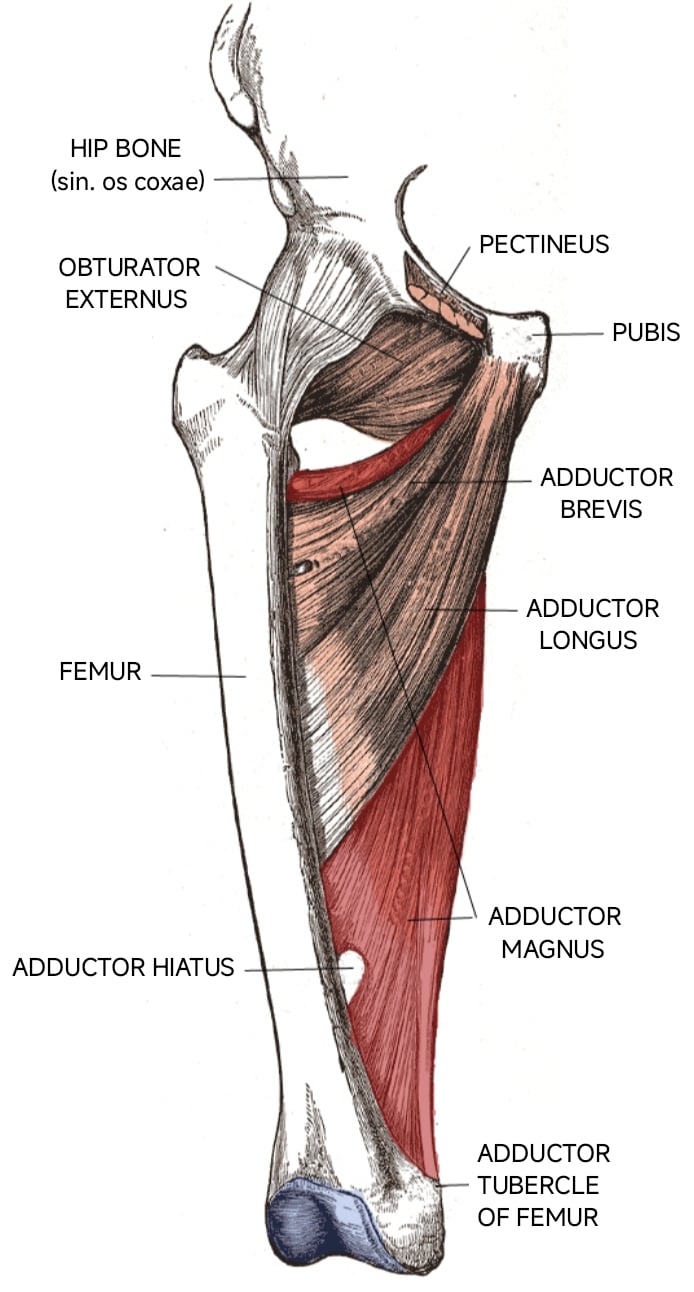 Anterior view illustration of the right thigh showing the deep muscles of the medial compartment.