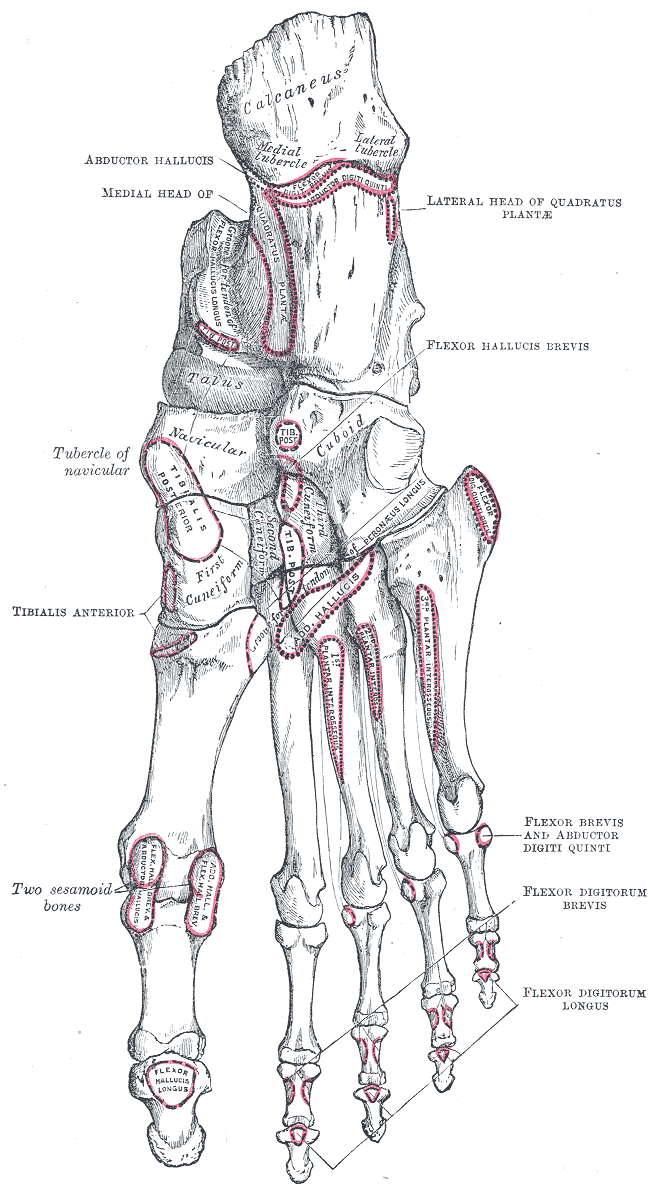 Plantar view of the bones of the right foot.