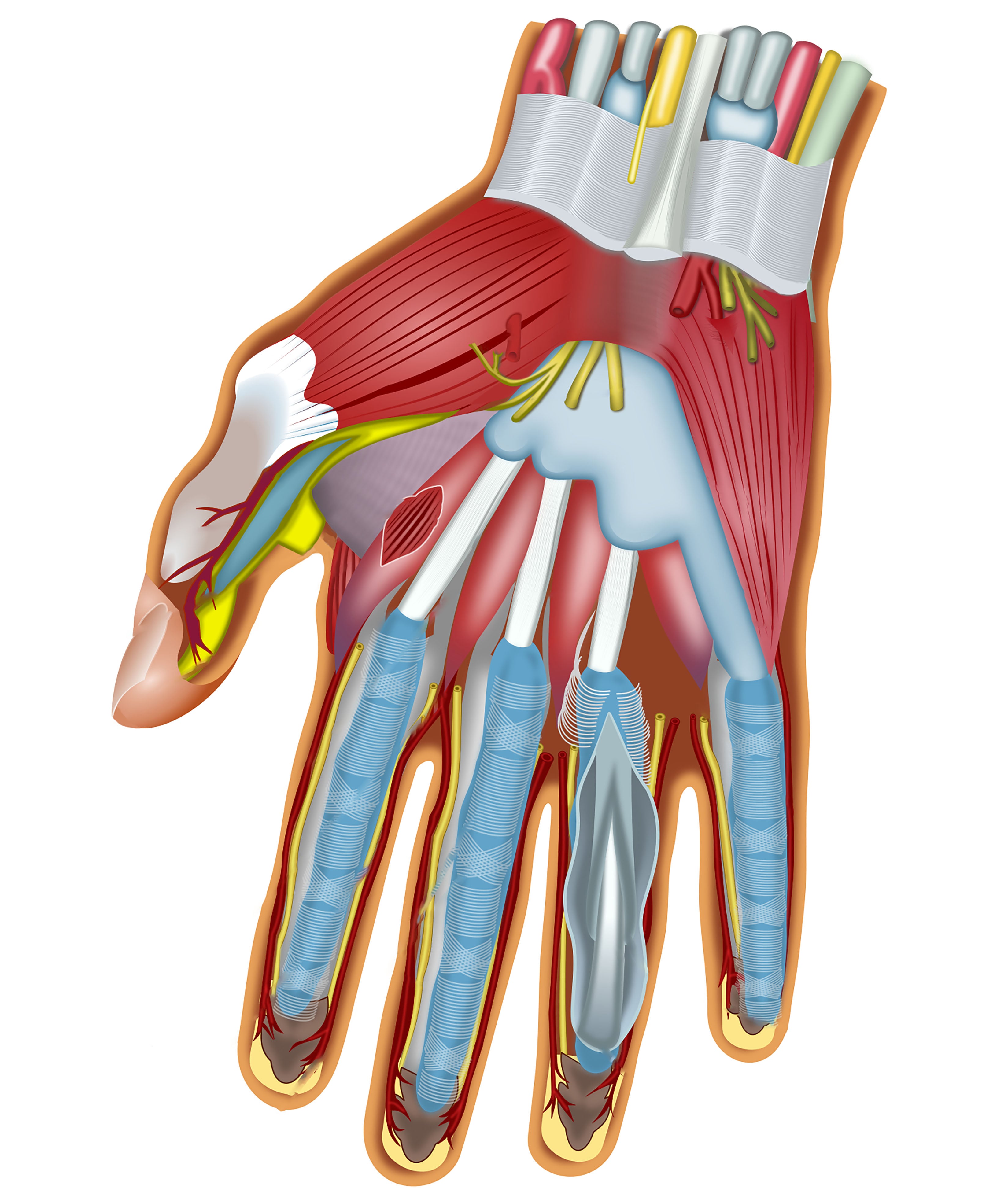 Unlabelled diagram of the deep muscular layers of the hand and wrist.