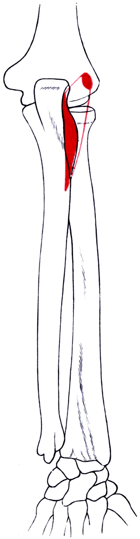 Outline drawing of the right humerus and ulna with the attachment areas of anconeus shaded.