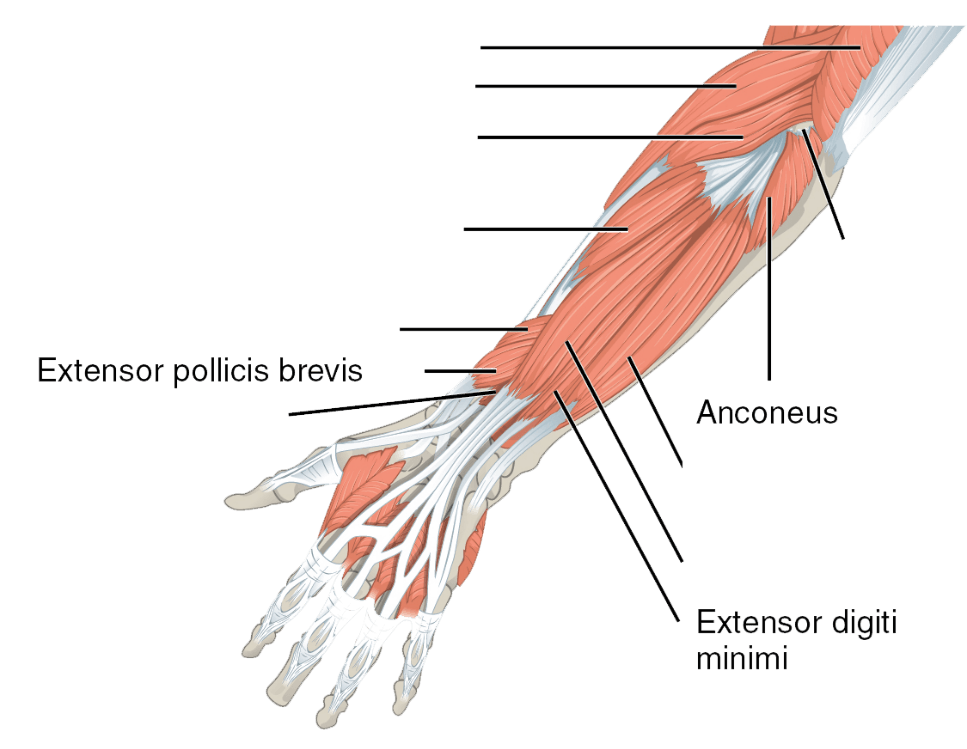 Labelled illustration of the arm muscles that move the forearm, used to demonstrate anatomical directional terms.