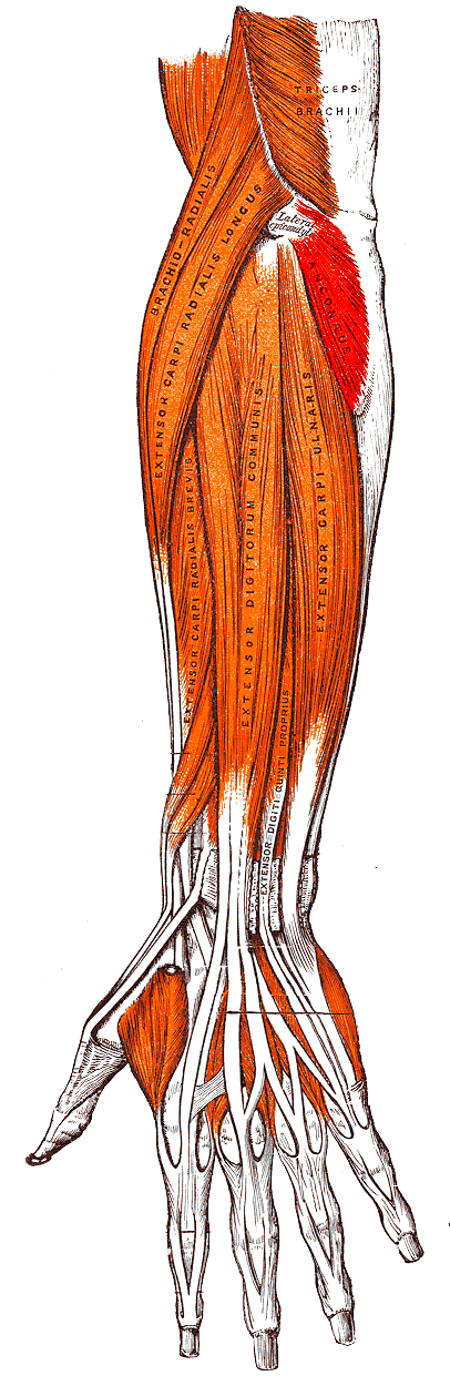 Classical anatomical plate of the posterior forearm with the anconeus muscle highlighted in colour.