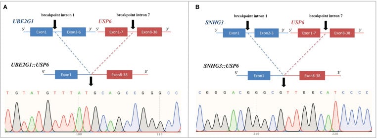 Schematic diagram of USP6 gene fusion constructs and sequencing chromatograms