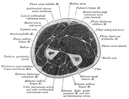 Cross-sectional anatomy of the forearm showing muscles, nerves and vessels