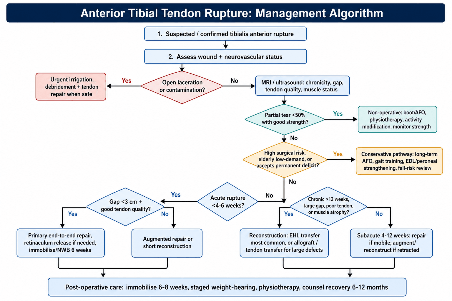 Management algorithm for anterior tibial tendon rupture from diagnosis through non-operative and operative pathways to reconstruction.