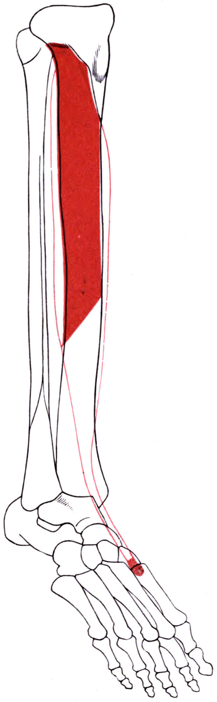 Anatomical plate of the leg and foot with the tibialis anterior origin shaded red on the proximal lateral tibia and red lines tracing its tendon to the first ray