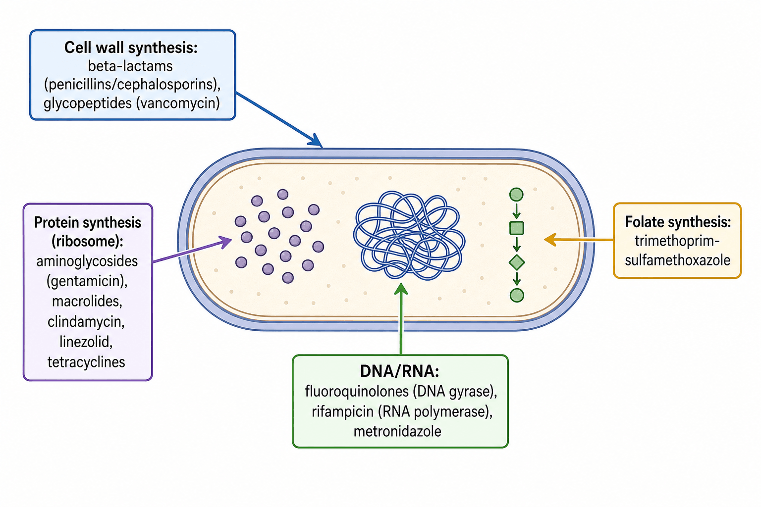 Diagram of a bacterium showing antibiotic classes acting on the cell wall, ribosome, DNA/RNA and folate synthesis