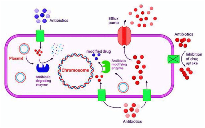 Overview of bacterial antibiotic resistance mechanisms