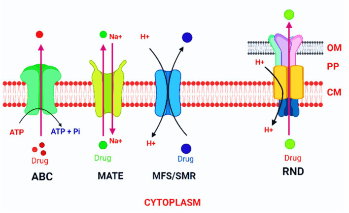 Major bacterial antibiotic efflux-pump families