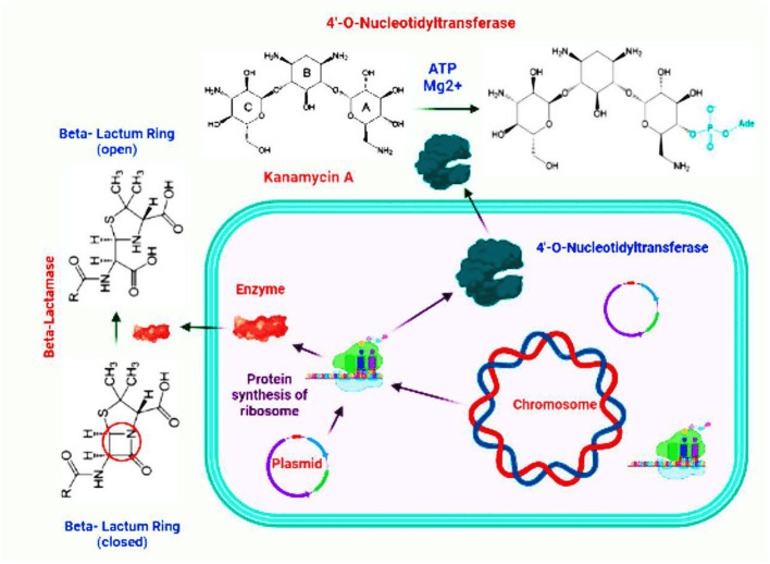 Enzymatic modification and hydrolysis of antibiotics