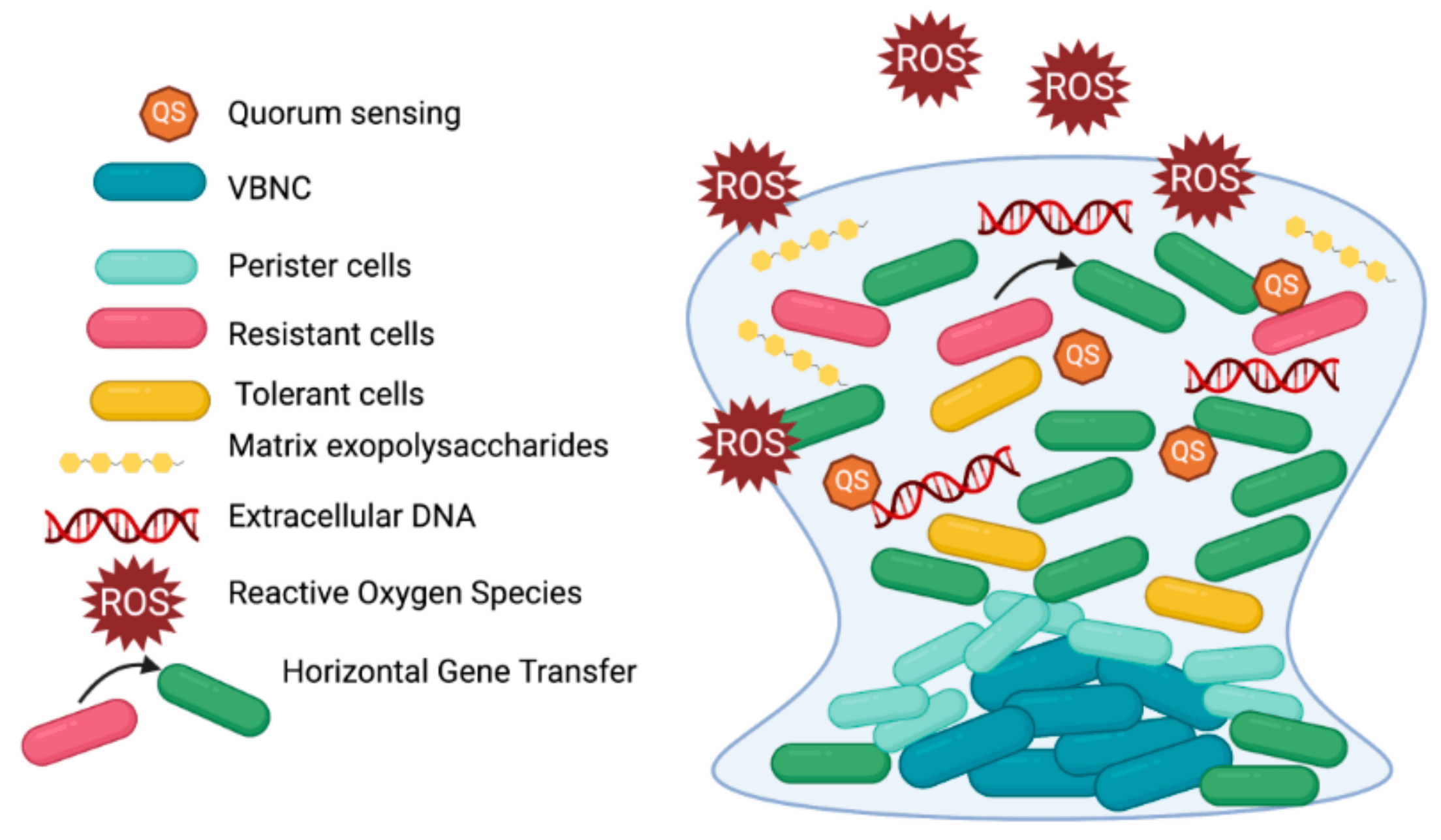 Mature biofilm containing resistant, tolerant and persister subpopulations