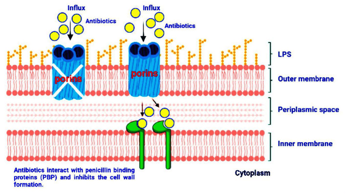 Reduced antibiotic entry after porin loss