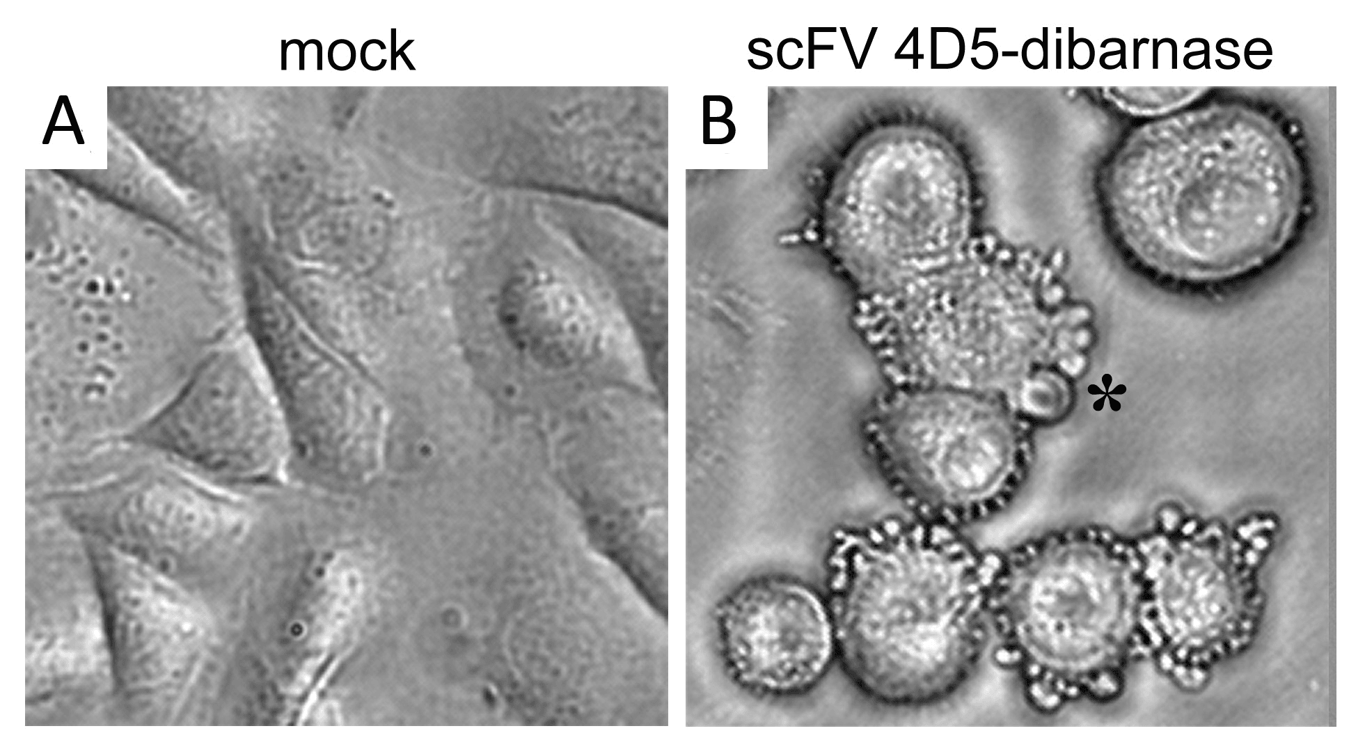 Phase-contrast microscopy of cells showing membrane blebbing in apoptosis compared with flat attached control cells