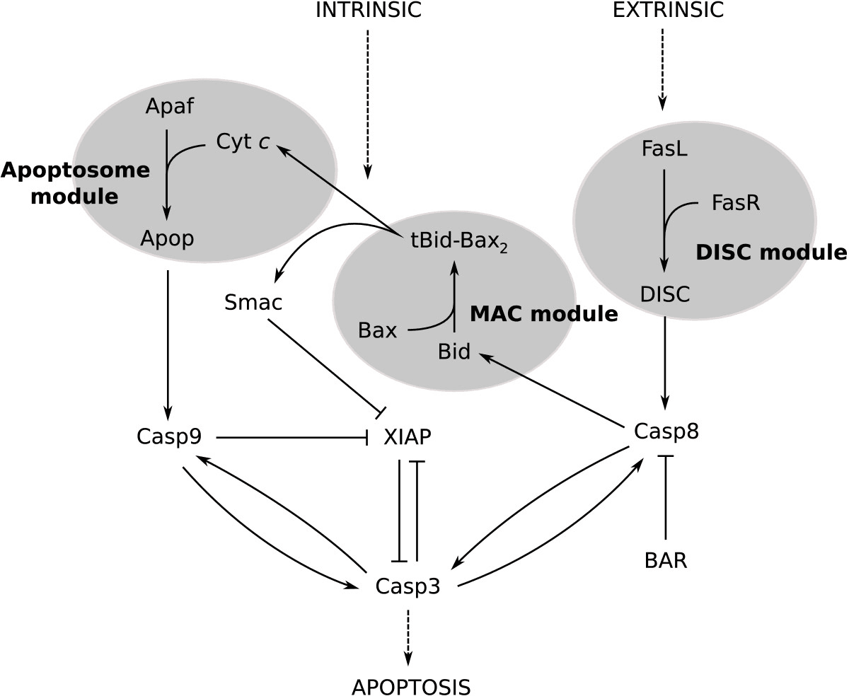 Diagram of the extrinsic DISC and intrinsic mitochondrial MAC modules converging on caspase-3 activation