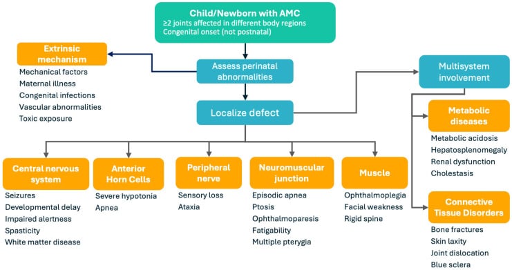 Diagnostic flow map for localising the cause of arthrogryposis from newborn examination and multisystem findings.