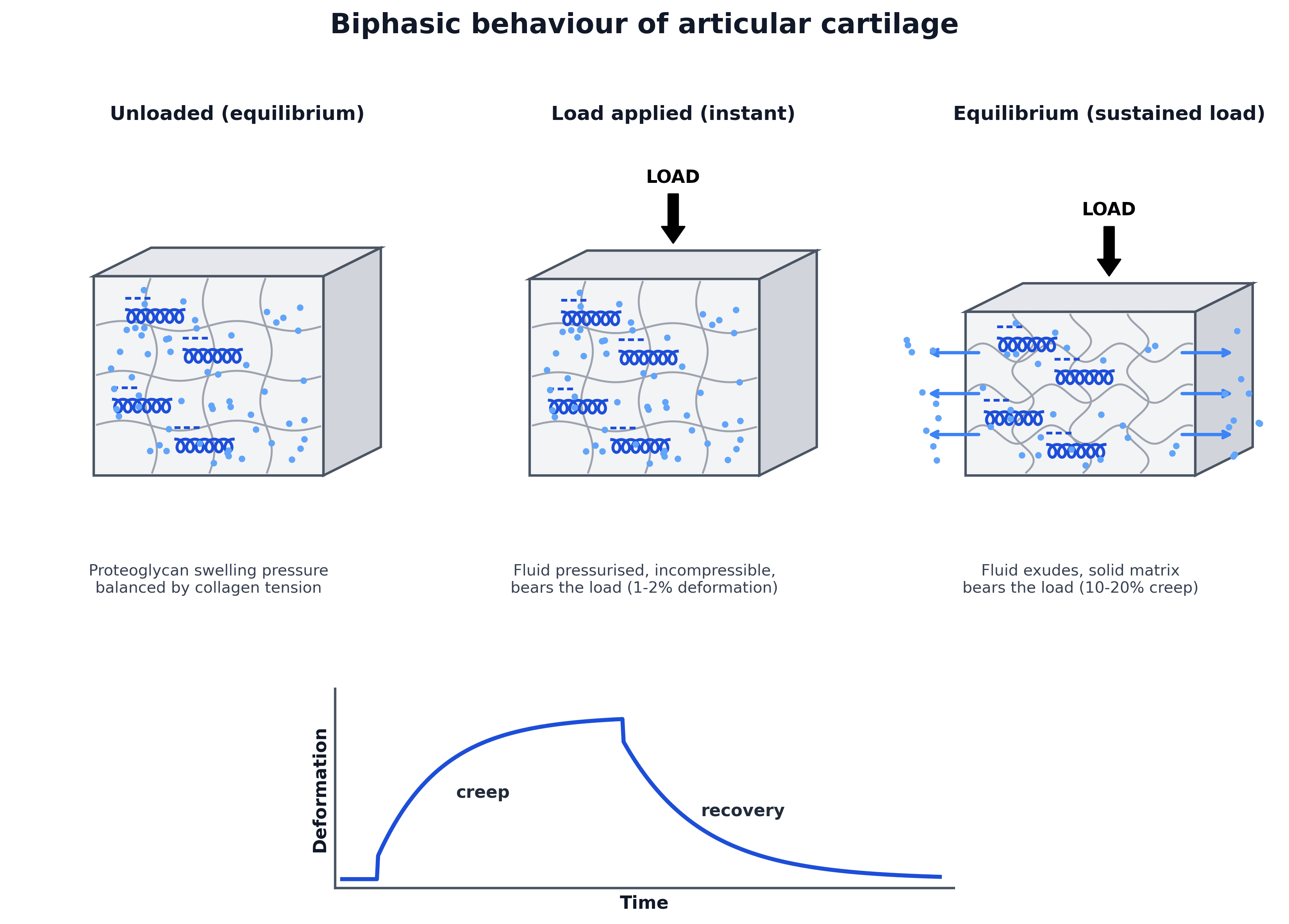 Schematic of the biphasic load response of articular cartilage with a creep-recovery curve