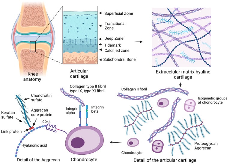 Schematic of articular joint and extracellular matrix composition