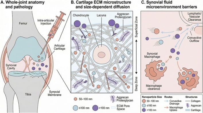 Schematic of cartilage collagen aggrecan extracellular matrix around a chondrocyte