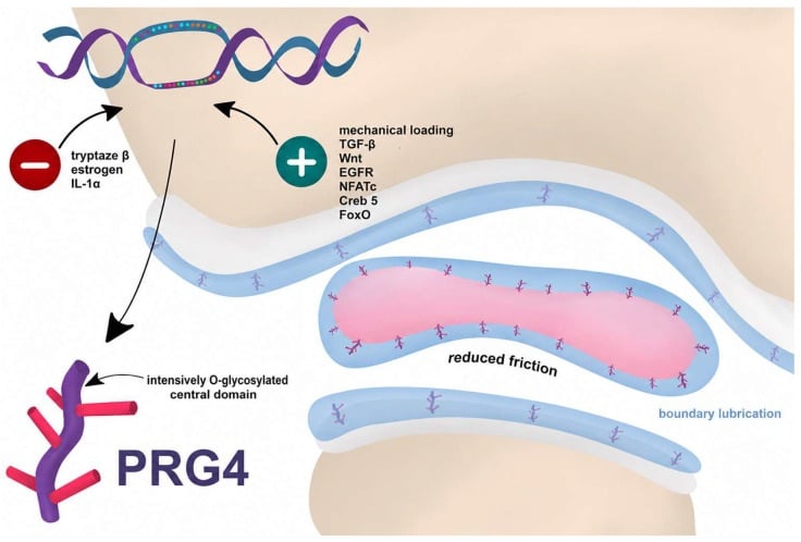 Diagram of lubricin PRG4 forming a boundary-lubricating layer on cartilage