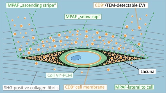 Schematic of a superficial chondrocyte lacuna and collagen VI pericellular matrix