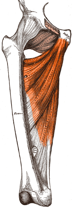Anterior anatomical plate showing the adductor longus, brevis and magnus from pubic origin to femoral insertion