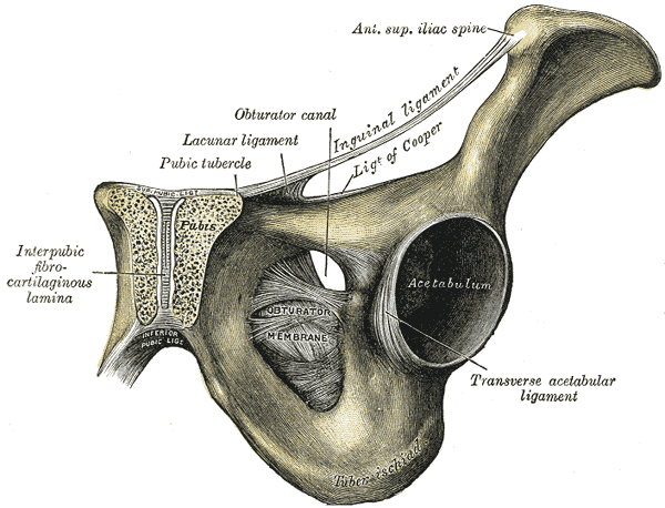 Coronal anatomical section through the pubic symphysis, inguinal ligament and obturator region
