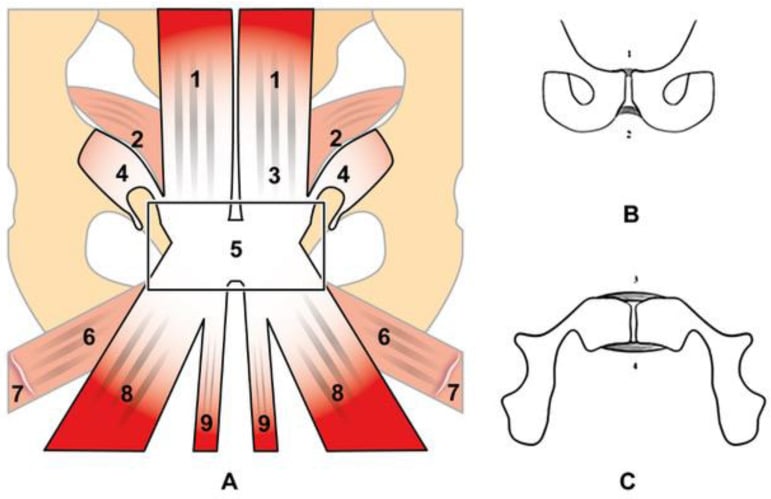 Three schematic views of the prepubic aponeurotic complex and pubic ligaments