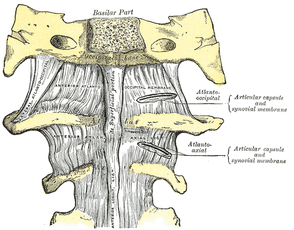 Anterior atlanto-occipital membrane and anterior craniocervical ligaments