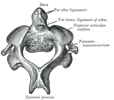 Gray's Anatomy illustration of axis (C2) vertebra from above showing odontoid process