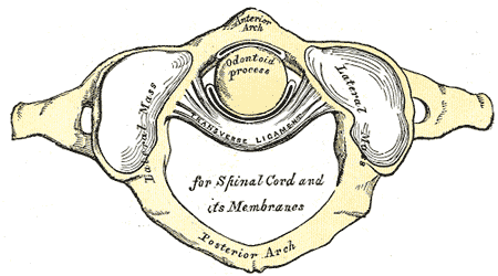Gray's Anatomy illustration of atlantoaxial joint anatomy and stabilizing structures - superior view