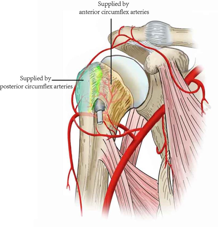 Illustration of the shoulder labelling the humeral-head territories supplied by the anterior and by the posterior circumflex arteries