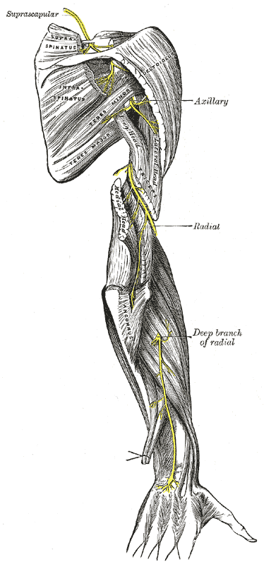 Gray's Anatomy illustration showing the suprascapular, axillary, and radial nerves