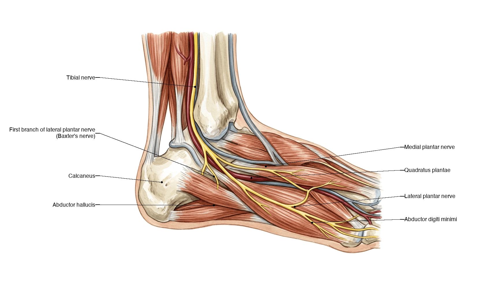 Atlas illustration of the medial ankle and plantar foot showing the tibial nerve and its plantar branches including Baxter's nerve.