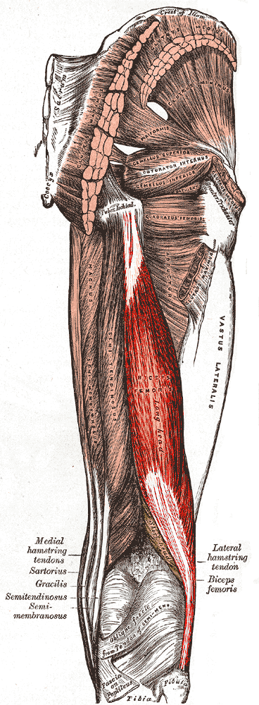 Gray's Anatomy illustration showing biceps femoris muscle with both heads marked