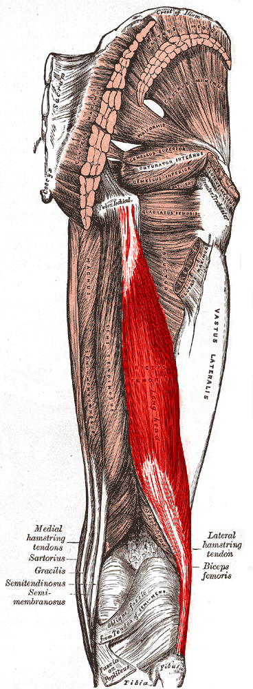 Posterior thigh anatomical plate with the biceps femoris highlighted, descending to the fibular head.
