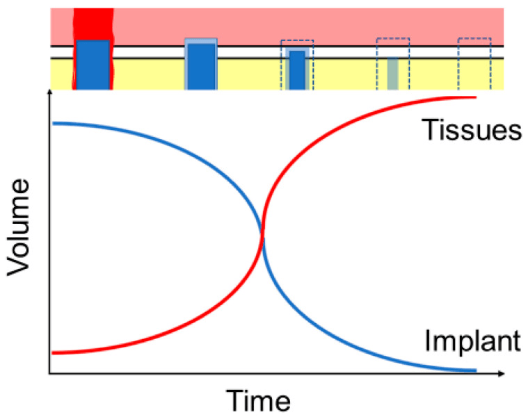 Ideal balance between implant degradation and replacement tissue growth