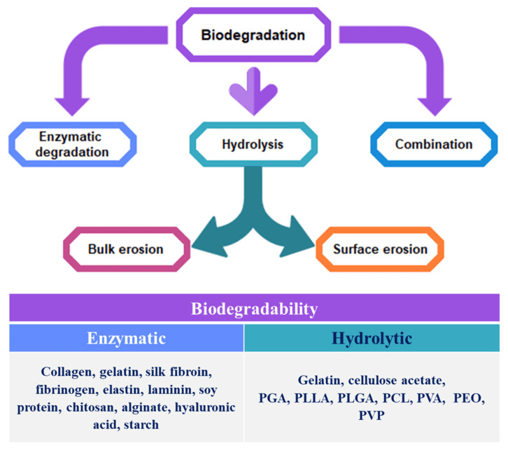 Hydrolysis enzymatic degradation bulk erosion and surface erosion pathways