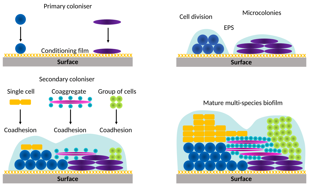 Four stages of biofilm formation schematic diagram