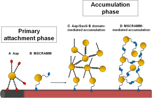 Schematic diagram of staphylococcal biofilm attachment and accumulation phases