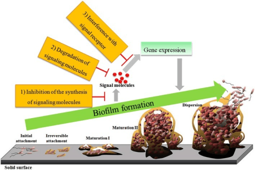Schematic diagram of the five stages of biofilm formation and quorum sensing interruption