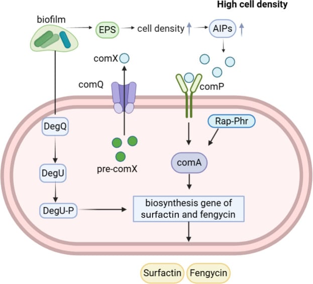 Schematic of bacterial quorum sensing pathways regulating biofilm formation