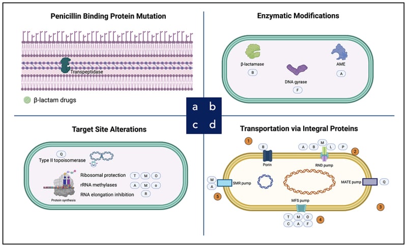 Schematic of molecular mechanisms of antibiotic resistance in biofilm bacteria