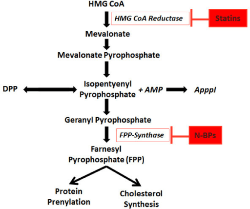 Schematic of the mevalonate pathway showing nitrogen-containing bisphosphonates inhibiting farnesyl pyrophosphate synthase