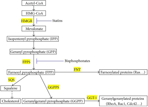 Detailed schematic of the mevalonate pathway with the enzymes bisphosphonates and statins inhibit